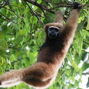 Gibbon