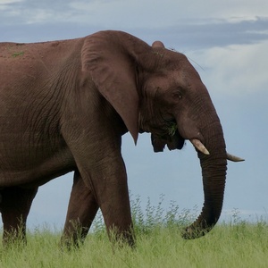 Pachydermes