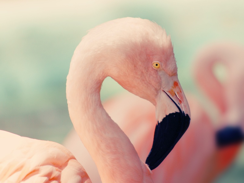 Flamant rose