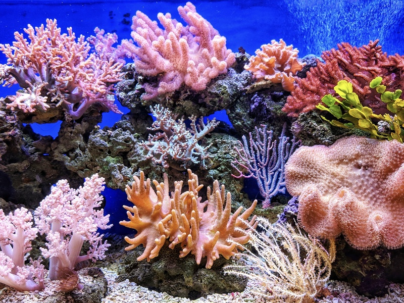 Corail