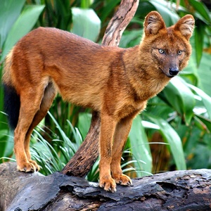 Dhole