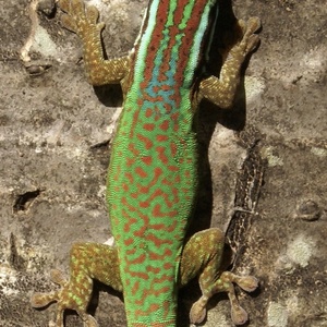 Gecko
