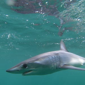 Requins