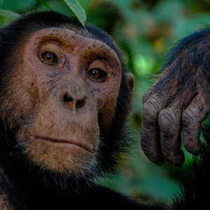 Chimpanzé