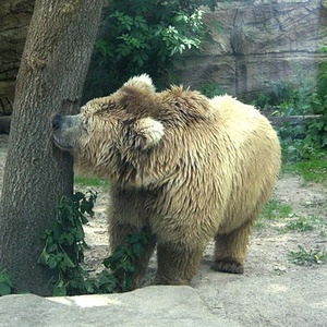Ours Isabelle