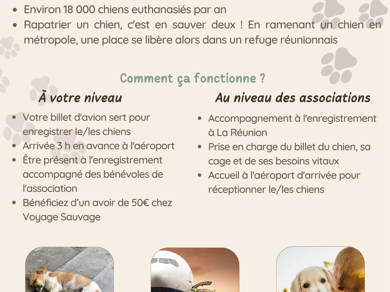 Adoption des chiens
