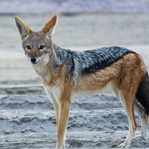 Chacal doré