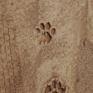 Sur les traces