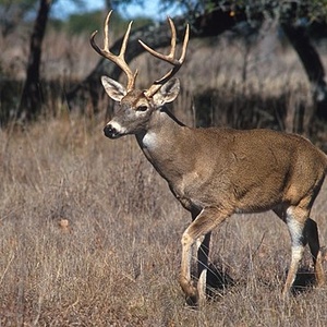Cerfs