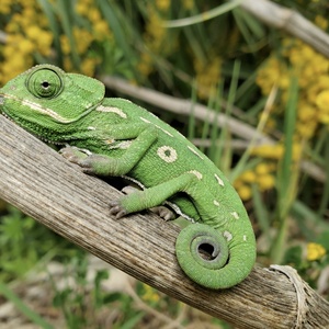 Caméléon