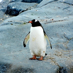 Pingouin