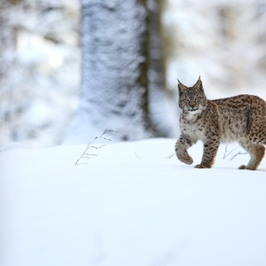 Lynx boréal