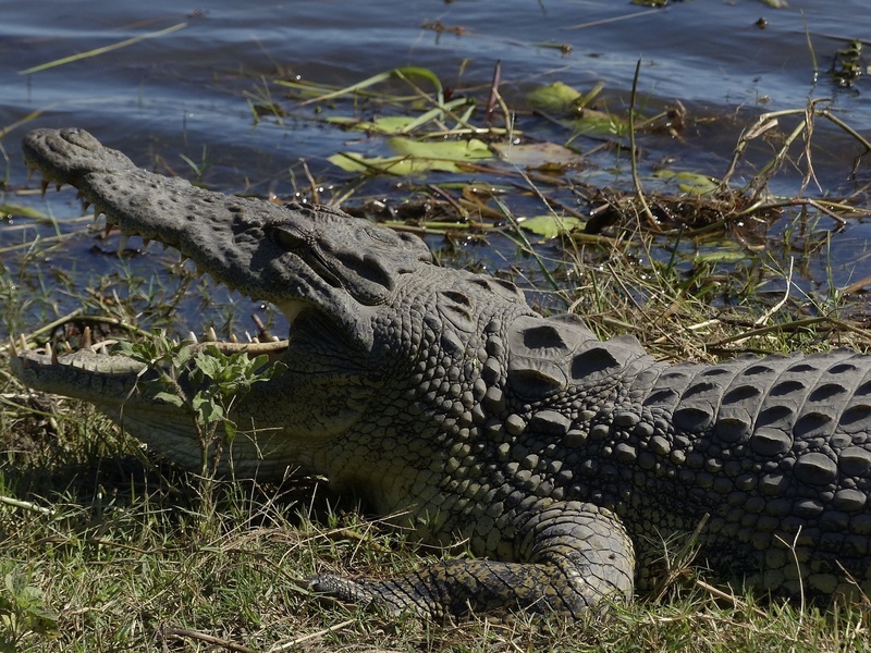 Crocodile américain