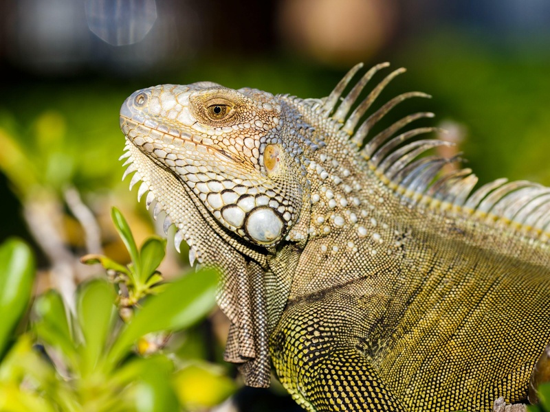 Iguane