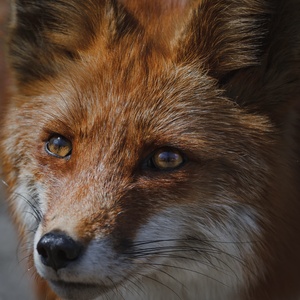 Renard