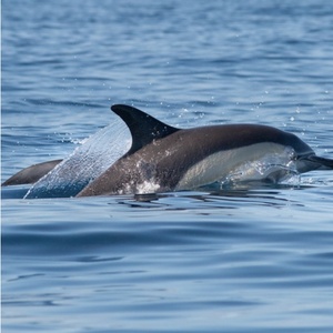 Dauphins