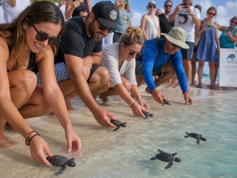 Mise à l'eau des petites tortues