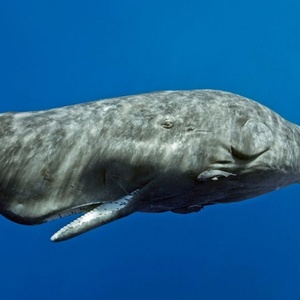 Cachalot