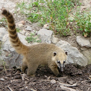 Coati