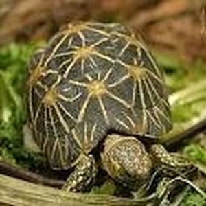 Tortue