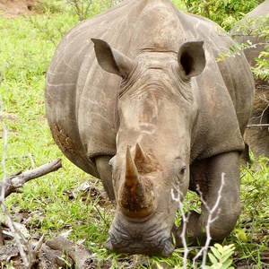 Rhinocéros
