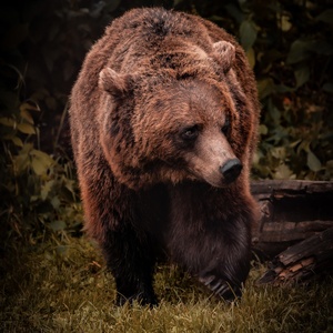 Ours brun
