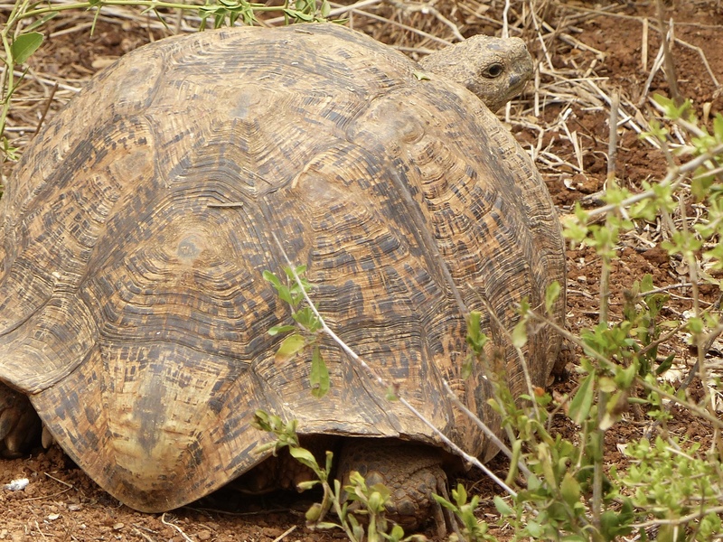 Tortue terrestre