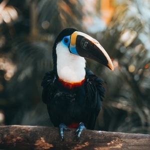 Colombie