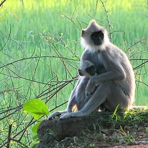 Langur