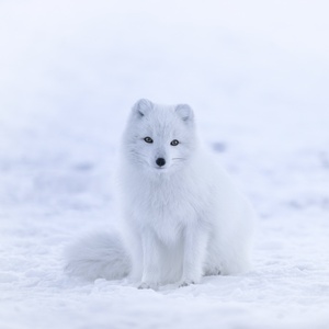Renard polaire