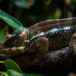 Caméléon