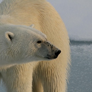 Ours blanc
