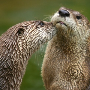 Loutre