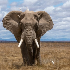 Éléphant