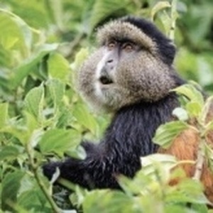 Golden monkey