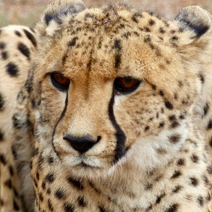 Guépard