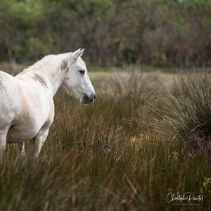 Cheval de Camargue