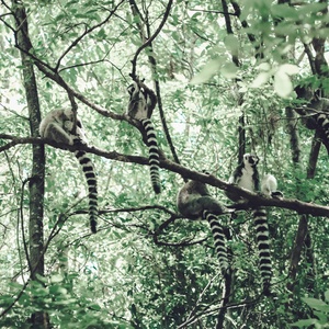 Madagascar