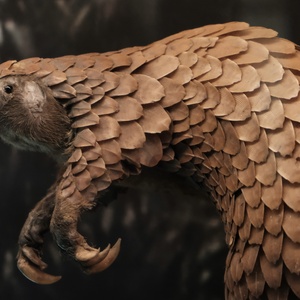 Pangolin