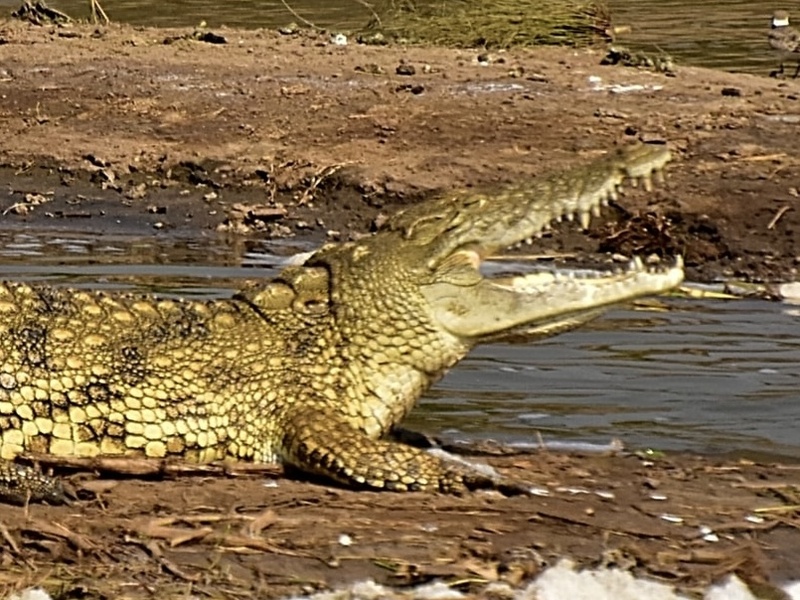 Crocodile américain