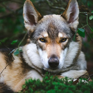 Loup