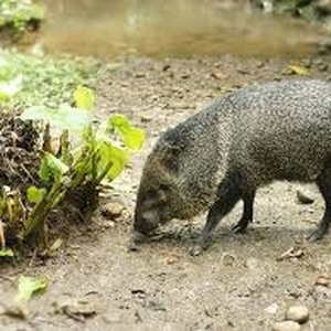 Pécari