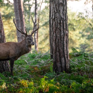 Cerf