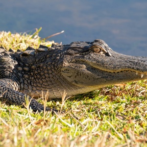Alligator