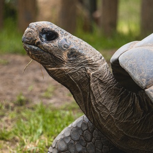 Tortue terrestre et aquatique