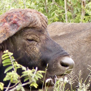 Buffle
