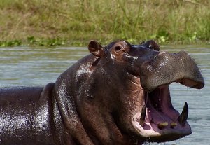 Hippopotame
