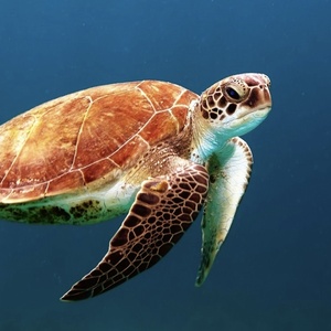 Tortue marine