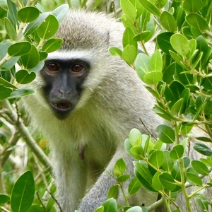 Petits singes