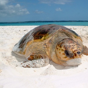 Tortue marine